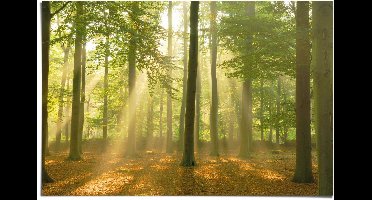 Poster Sunbeam Forest - 61 x 91,5 - Papier - REINDERS