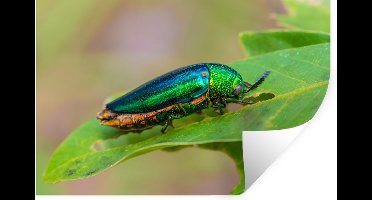 Muurstickers - Sticker Folie - Kever - Blad - Groen - 30x20 cm - Plakfolie - Muurstickers Kinderkamer - Zelfklevend Behang - Zelfklevend behangpapier - Stickerfolie