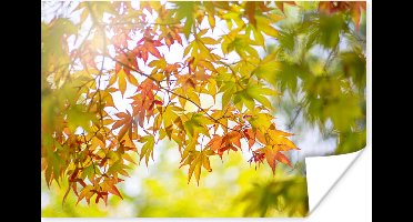Poster Japanse esdoorn aan het begin van de herfst - 30x20 cm