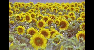 Afbeelding op acrylglas - Veld vol zonnebloemen, digitale kunst.