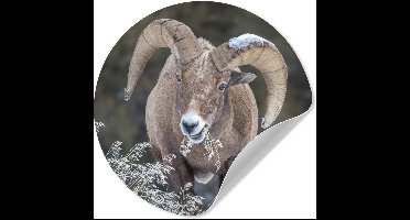 WallCircle® - Behangcirkel 30x30 cm - Muurstickers Steenbok - Sneeuw - Amerika - Muurcirkel woonkamer - Wandcirkel slaapkamer - Kamer decoratie zelfklevend - Muurdecoratie accessoires