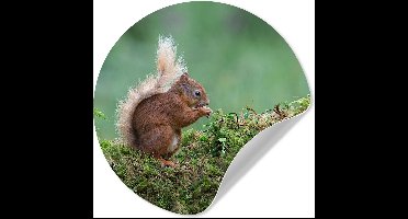 WallCircle® - Behangcirkel 30x30 cm - Muurstickers Eekhoorn - Bos - Mos - Muurcirkel woonkamer - Wandcirkel slaapkamer - Kamer decoratie zelfklevend - Muurdecoratie accessoires
