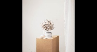 Housevitamin Brons gouden plant in zwarte pot- Kunststof