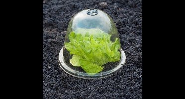 Plantenstolp (34 cm) met grondpennen - set van 3 stuks