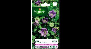 Cobea Klimmende - Cobea scandens