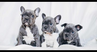 Animal Pictures French Bulldogs - Strandlaken - 70 x 140 cm - Wit