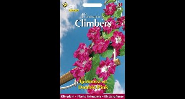 Buzzy  Flowering Climbers Ipomoea Bloemzaad - Dubbel Rose