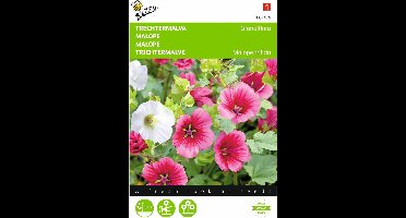 2 stuks Malope, Trechtermalva Grandiflora gemengd