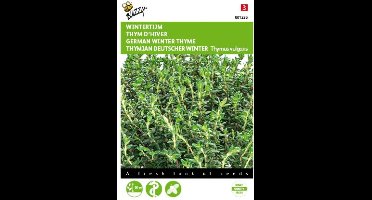 2 stuks - Buzzy - Tijm Echte Winter Thymus vulgaris