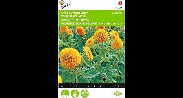 2 stuks - Buzzy - Helianthus Annuus Sungold Dubbelbl. Laag