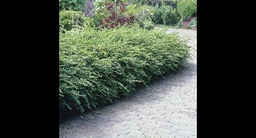 12 x Struikkamperfoelie XL Wintergroen - Bodembedekker en Haagplant - Lonicera nitida 'Maigrun' in C1.5(liter) pot met hoogte 10 - 20cm