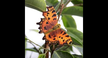 Vlindermagneet gehakkelde aurelia