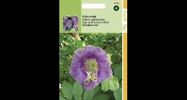 Hortitops Zaden - Cobaea Scandens Violetblauw