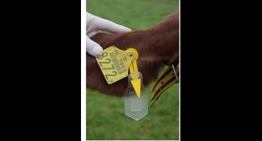 Auriplak Attachatag Pijl met Sleuf - 10 stuks