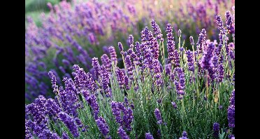 12 stuks Lavendel blauw/paars |Lavandula 'Hidcote' | Potmaat p9| Wintergroen