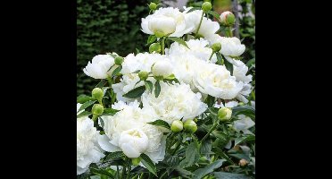 12 x Pioenroos Wit - Paeonia 'Duchesse de Nemours' in C1(liter) pot met hoogte 0-30cm