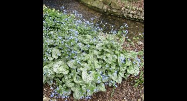 6 x Brunnera macrophylla 'Jack Frost' - Kaukasisch Vergeet-mij-nietje in 9x9 pot met hoogte 0-10 cm