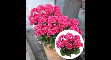 6 Stuks Kunstmatige Decoratiebloemen - Zijdeachtige Nep Geraniums - Geschikt Voor Binnen En Buiten - UV-bestendig - Voor Realistische Decoratie in Tuin, Balkon En Interieur (Fuchsia)