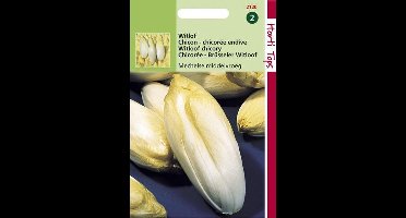 Hortitops Zaden - Brusselse Witlof Mechelse Middenvroeg