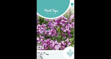 Judaspenning Bloemzaad - Lunaria Annua - Violet