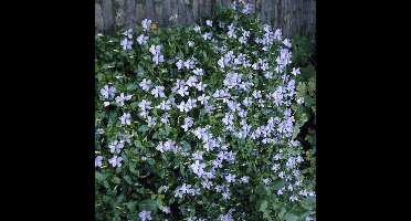 12 x Viooltje Blauw|Lila - Bodembedekker Winterhard - Viola 'Boughton Blue' in 9x9cm pot met hoogte 0-10cm