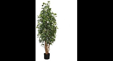 Kunstplant Ficus - 165cm