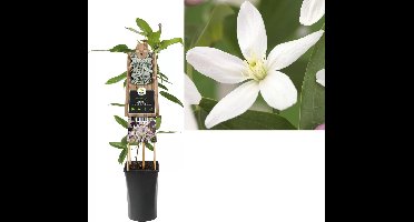 Klimplant Clematis Armandii  Apple Blossom - Roze Bosrank
