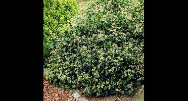 8 x Struikklimop XL Groen|Wit - Bodembedekker Wintergroen - Hedera helix Arborescens in C2(liter) pot met hoogte 10 - 30cm