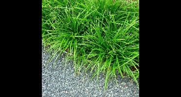 4 x Japanse Zegge Groen XL - Bodembedekker Siergras Wintergroen - Carex foliosissima Irish Green in C2(liter) pot met hoogte 10-30cm