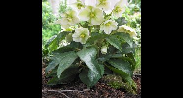 50 x Kerstroos Wit - Wintergroene Vaste Plant - Helleborus niger in 9x9cm pot met hoogte 5-10cm