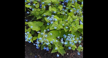 12 x Kaukasisch Vergeet-mij-nietje Blauw - Winterharde Bodembedekker - Brunnera macrophylla in 9x9 pot met hoogte 0-10cm