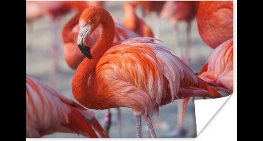 PosterMonkey - Poster - Flamingo - Vogel - Dieren - Roze - Fotolijst - 90x60 cm - Poster flamingo - Posterlijst - Frame poster - Poster dieren - Woonkamer