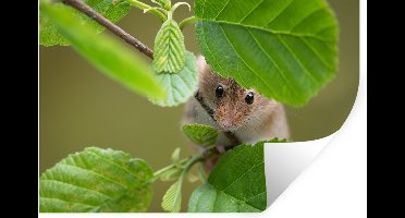 Muurstickers - Sticker Folie - Dwergmuis - Jong - Bladeren - 30x20 cm - Plakfolie - Muurstickers Kinderkamer - Zelfklevend Behang - Zelfklevend behangpapier - Stickerfolie