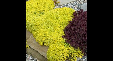 6 x Vetkruid of Muurpeper Geel|Groen - Bodembedekker Winterhard - Sedum acre Aureum in 9x9cm pot met hoogte 5-10cm