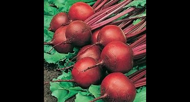 BIO Bieten zaden - Detroit 2