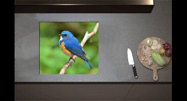 Inductieplaat Beschermer - Blauwe Vogel met Oranje Borstje op Dunne Tak - 57x50 cm - 2 mm Dik - Inductie Beschermer - Bescherming Inductiekookplaat - Kookplaat Beschermer van Zwart Vinyl