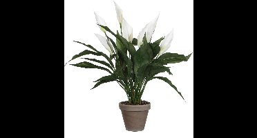 Mica Decorations Kunstplant - spathiphyllum lepelplant - wit - H50 x D40 cm
