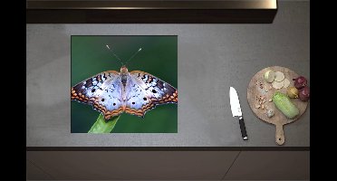 Inductieplaat Beschermer - Anartia jatrophae Blauw met Bruine Vlinder - 57x52 cm - 2 mm Dik - Inductie Beschermer - Bescherming Inductiekookplaat - Kookplaat Beschermer van Zwart Vinyl