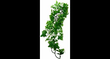 Komodo Philodendron Plant - 60 cm