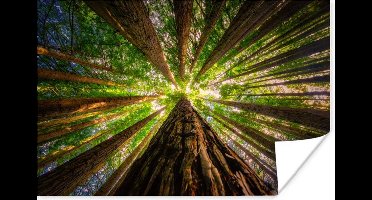 Poster Bos - Boom - Hout - 30x20 cm