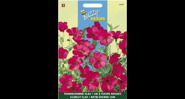 Buzzy - Roodbloeiend Vlas (Linum grandiflorum)
