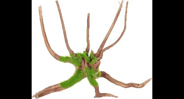 Zolux Groeiend Decor Spider Root M - Aquarium - Ornament - 27.5x23.9x17.5 cm