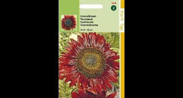 2 stuks Hortitops Helianthus annuus Avondzon bruin rood