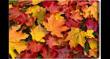 Schilderijkoning - Canvas Schilderij Esdoornbladeren In Herfstkleuren - 40 x 30 cm