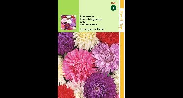 2 stuks - Hortitops - Callistephus Chinensis Koningin der Hallen Ge...