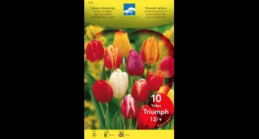 Tulipa triumph gemengd - mix