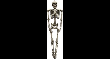 Skelet 160cm - levensgroot skelet met beweegbare delen - halloween decoratie