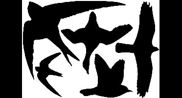 Best for birds Raamstickers Vogel Ass