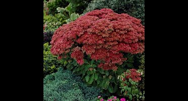 12 x Hemelsleutel of Vetkruid Rood - Tuinplant Winterhard - Sedum Herbstfreude in 9x9 pot met hoogte 0-10cm