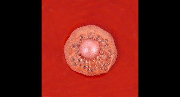 Gluhwein bruisballen (set van 10)